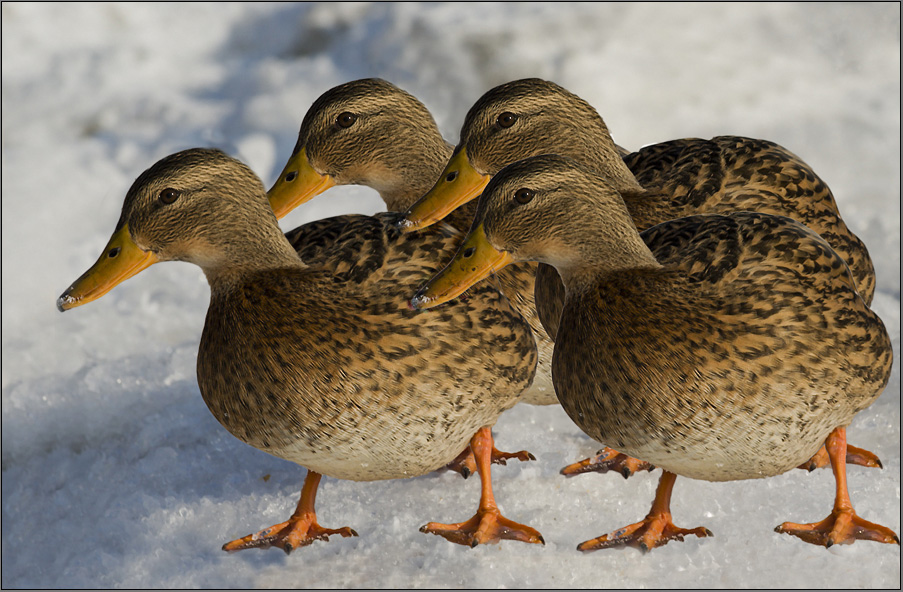 das mit den geklonten enten im schnee