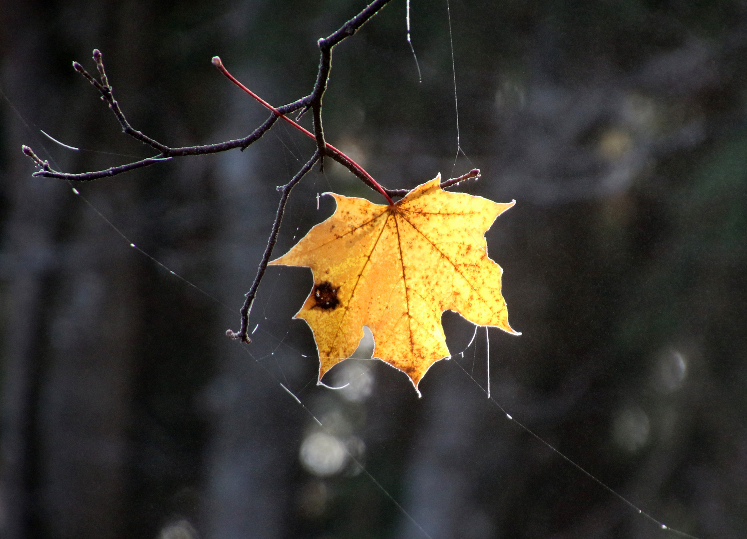 ...das mittige Blatt