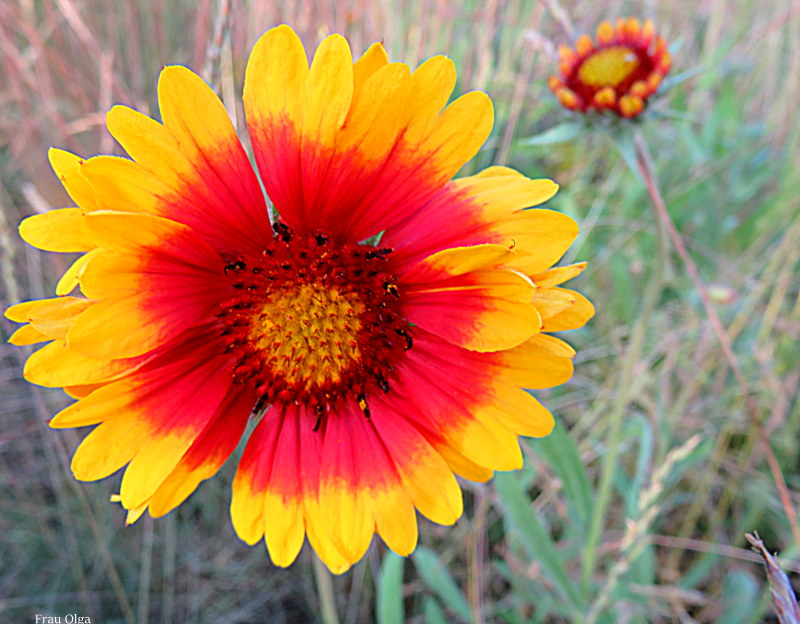 Das Mittwochblümchen die Kokardenblume