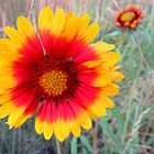 Das Mittwochblümchen die Kokardenblume