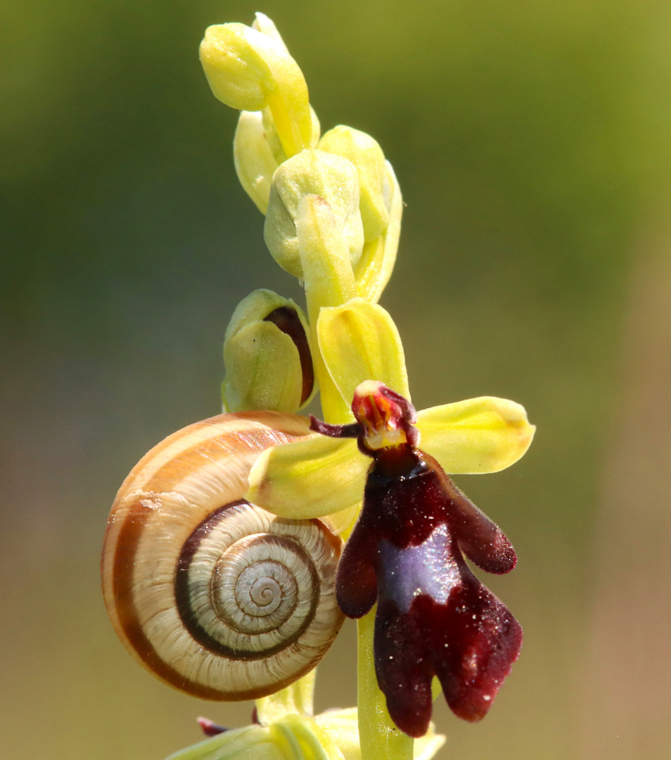 Das Mittwochblümchen hat Besuch 