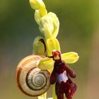 Das Mittwochblümchen hat Besuch 