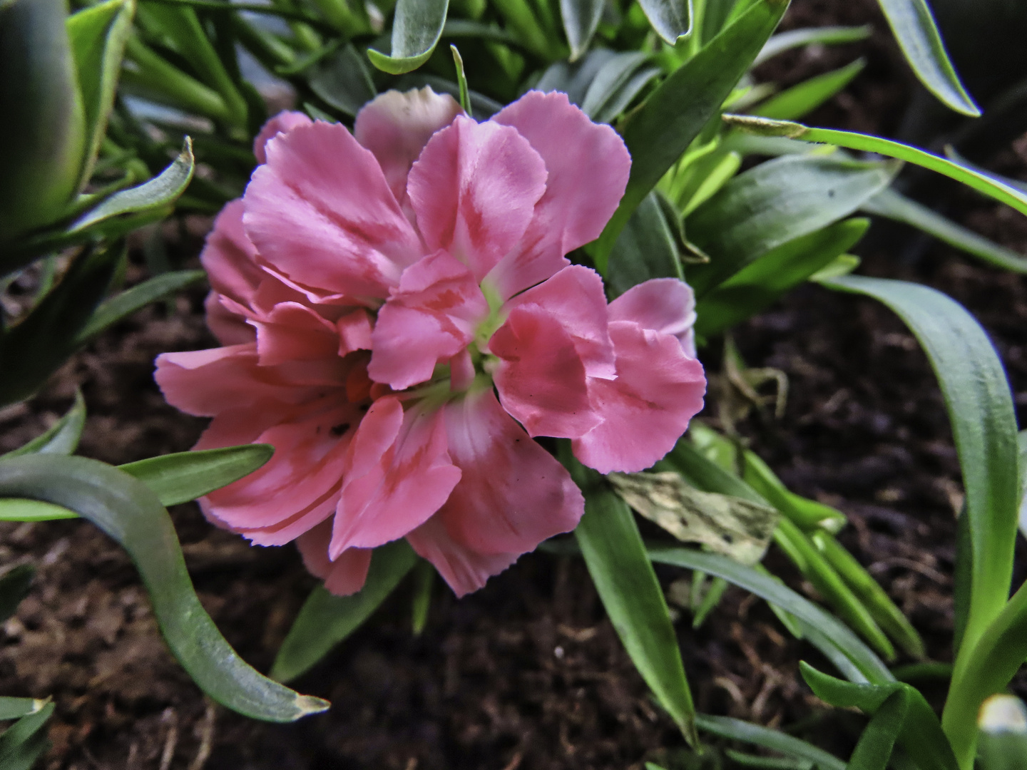 Das Mittwochs-Blümchen, eine pinkfarbene Nelke 