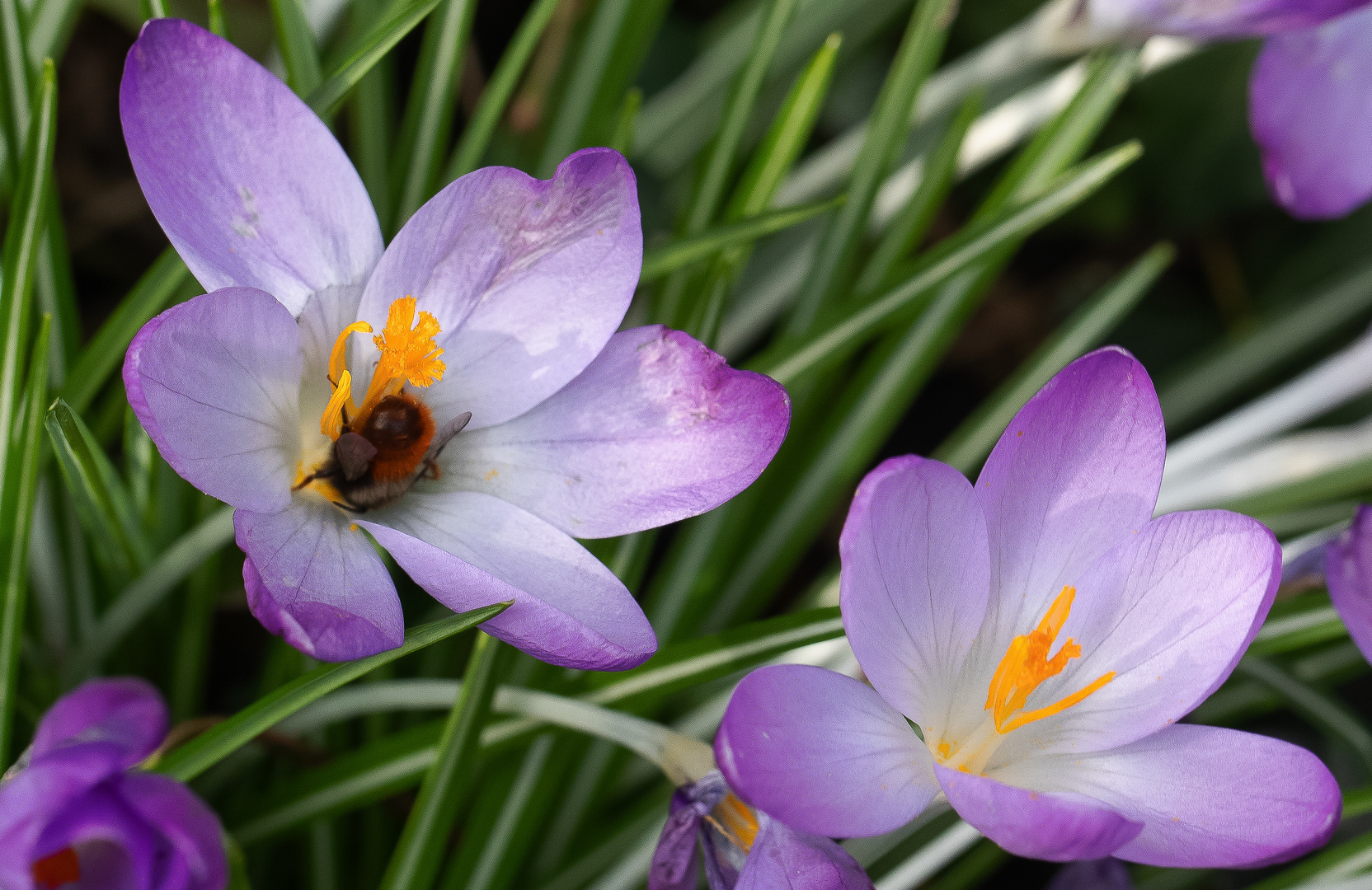 DAS MITTWOCHSBLÜMCHEN