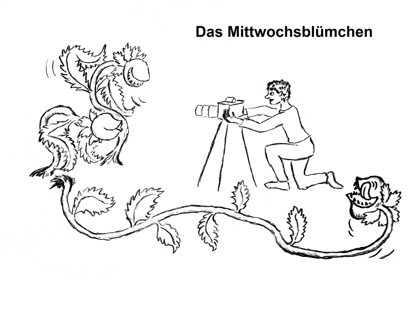 Das Mittwochsblümchen