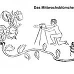 Das Mittwochsblümchen