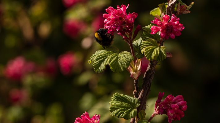 DAS MITTWOCHSBLÜMCHEN