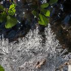 das Mittwochsblümchen am Bach mit grüner Begleitung