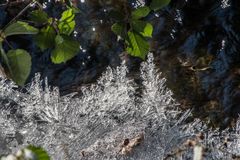 das Mittwochsblümchen am Bach mit grüner Begleitung