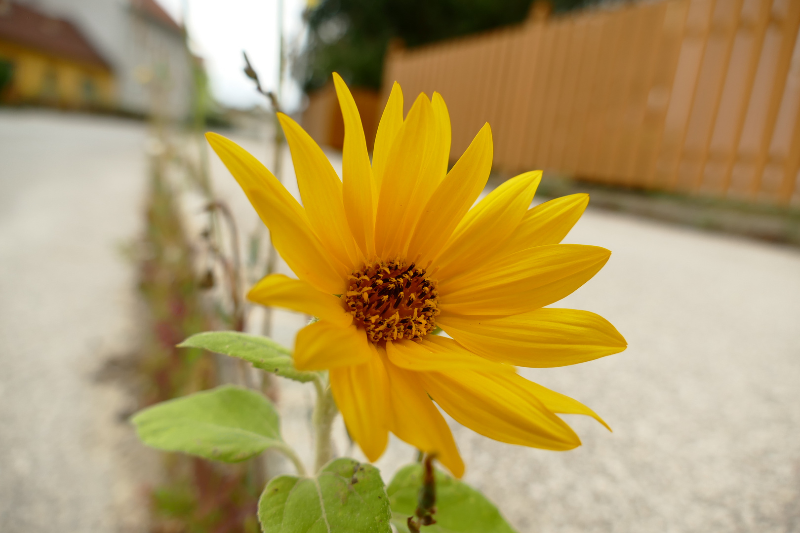 Das Mittwochsblümchen aus dem Asphalt