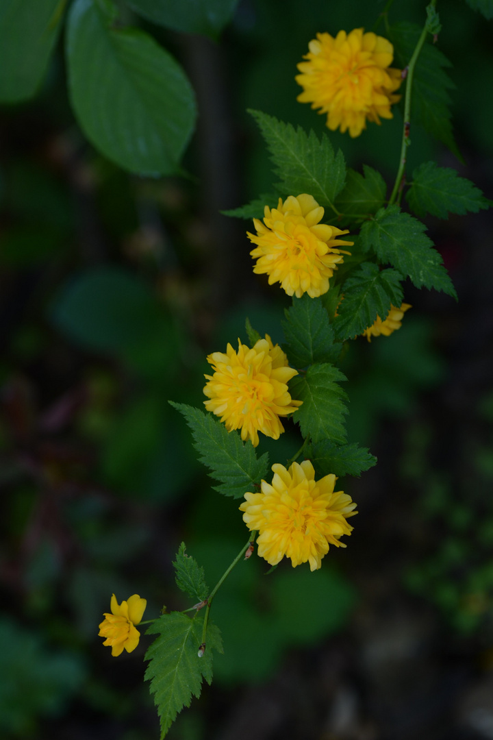 Das Mittwochsblümchen aus der Hecke