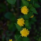 Das Mittwochsblümchen aus der Hecke