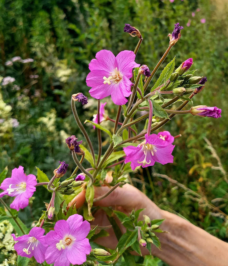 das Mittwochsblümchen