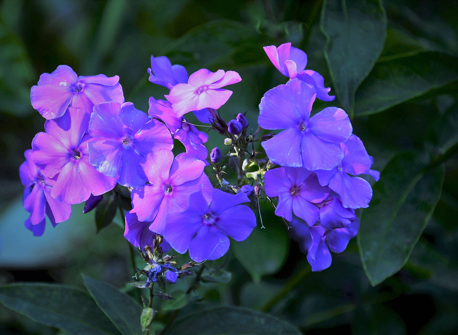 Das Mittwochsblümchen, der blaue Phlox 