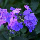 Das Mittwochsblümchen, der blaue Phlox 