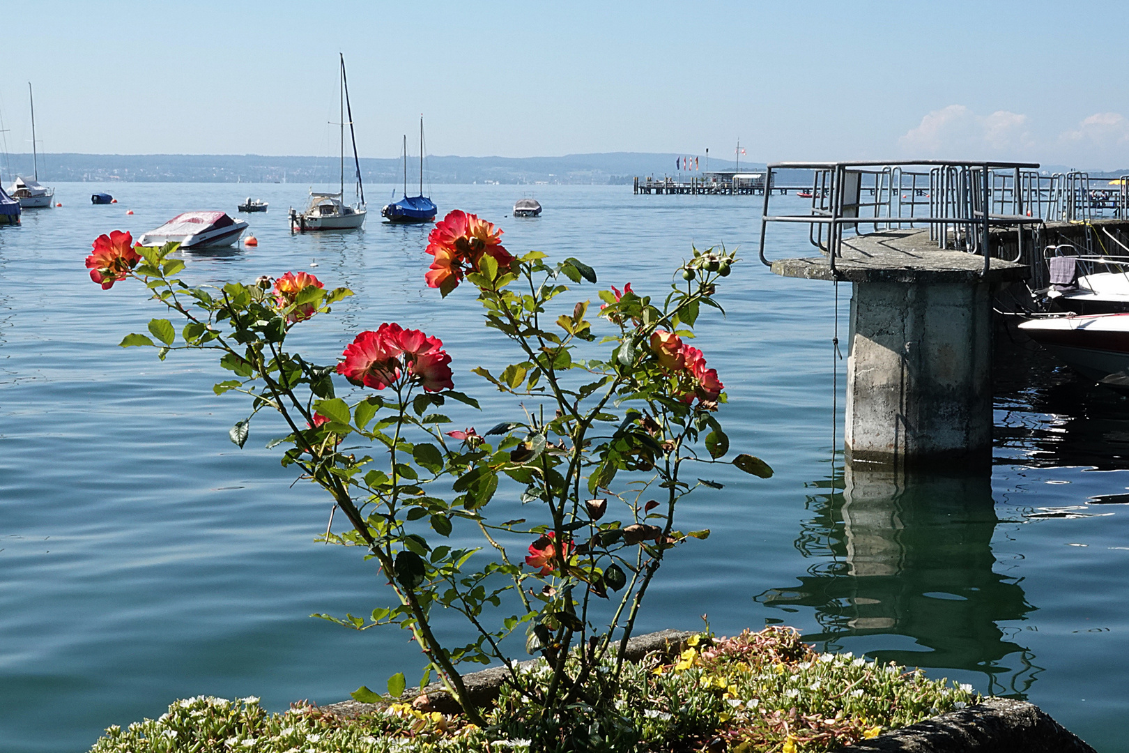 das Mittwochsblümchen diesmal am Bodensee