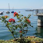 das Mittwochsblümchen diesmal am Bodensee