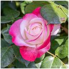 Das Mittwochsblümchen - eine Rosenblüte