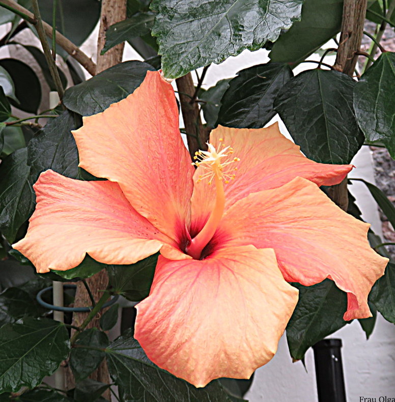 Das Mittwochsblümchen Hibiskus