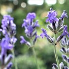 Das Mittwochsblümchen - Lavendel - Traumblau