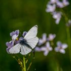 Das Mittwochsblümchen mit Besucher