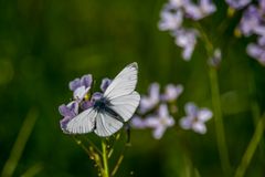 Das Mittwochsblümchen mit Besucher