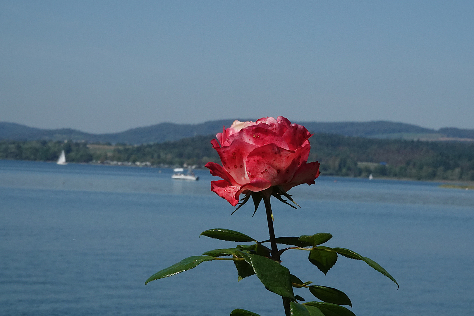 das Mittwochsblümchen von der Reichenau