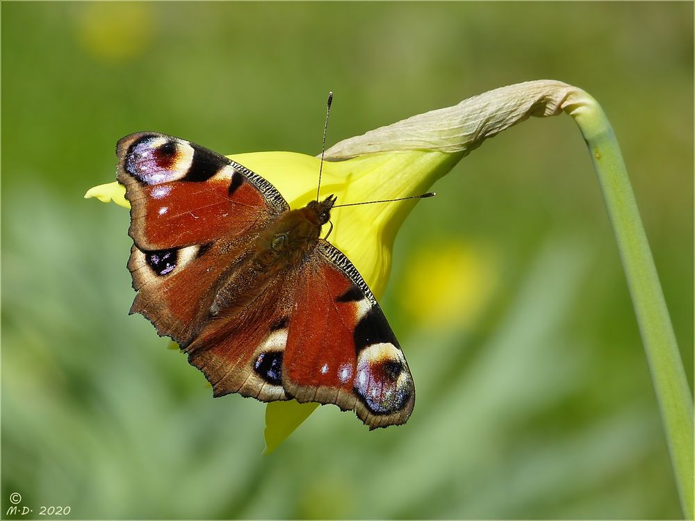 Das Miwo-Blümchen ...