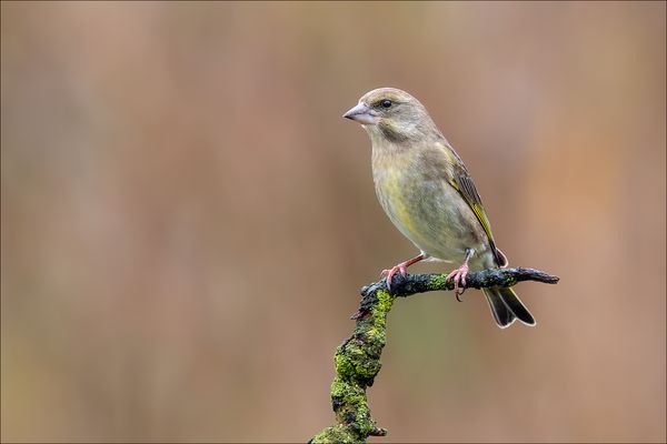 Das Model, eine Grünfink-Dame 