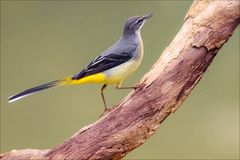 Das Model Gebirgsstelze