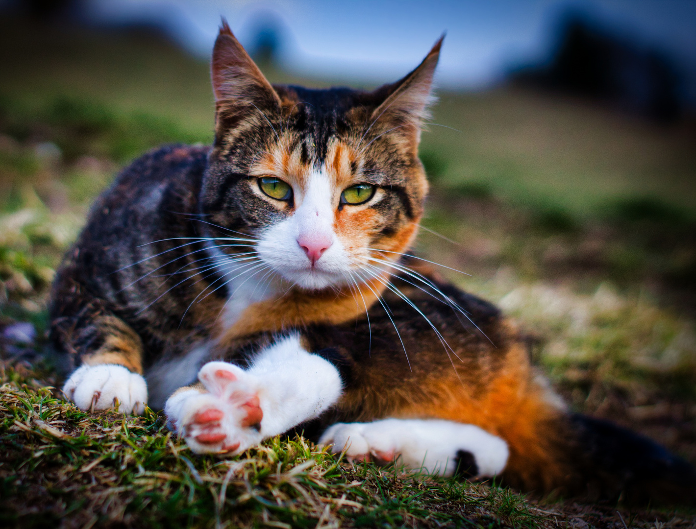 Das Model mit den Katzenaugen