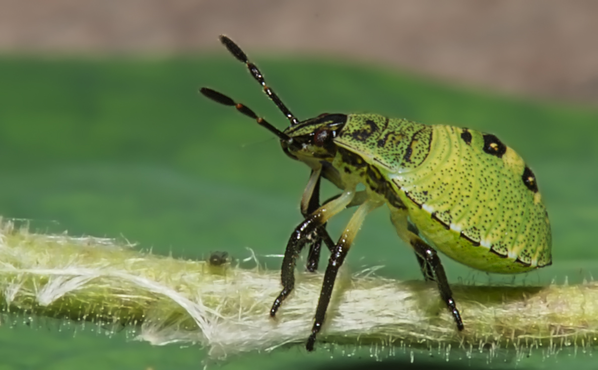 Das Model mit den langen Beinen. Foto & Bild tiere, wildlife, insekten Bilder auf