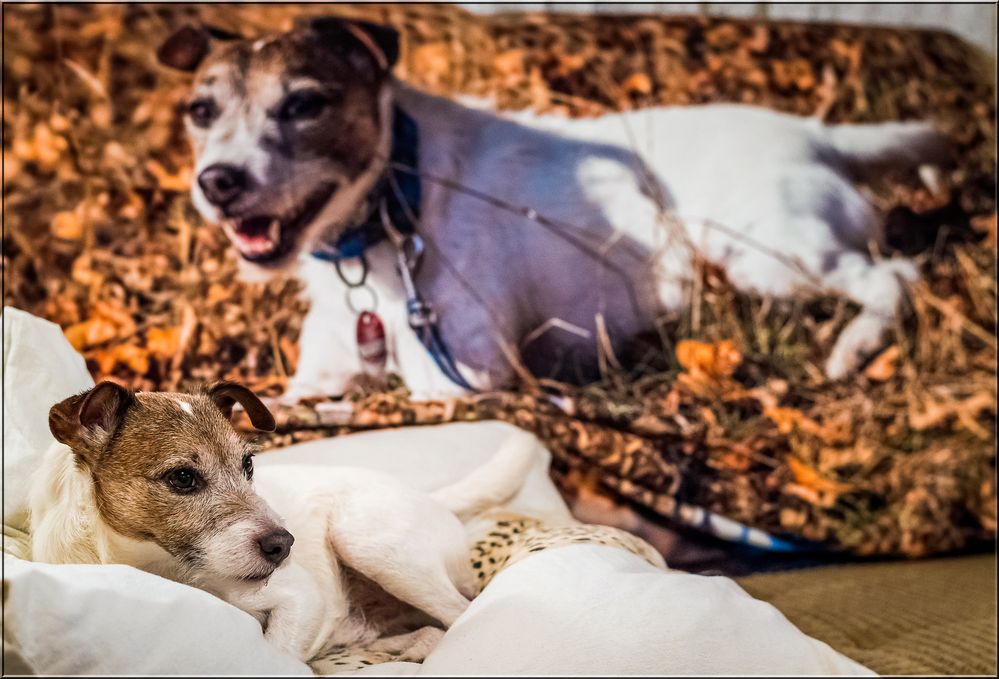 Das Model und… Foto & Bild outdoor, hunde, natur Bilder auf