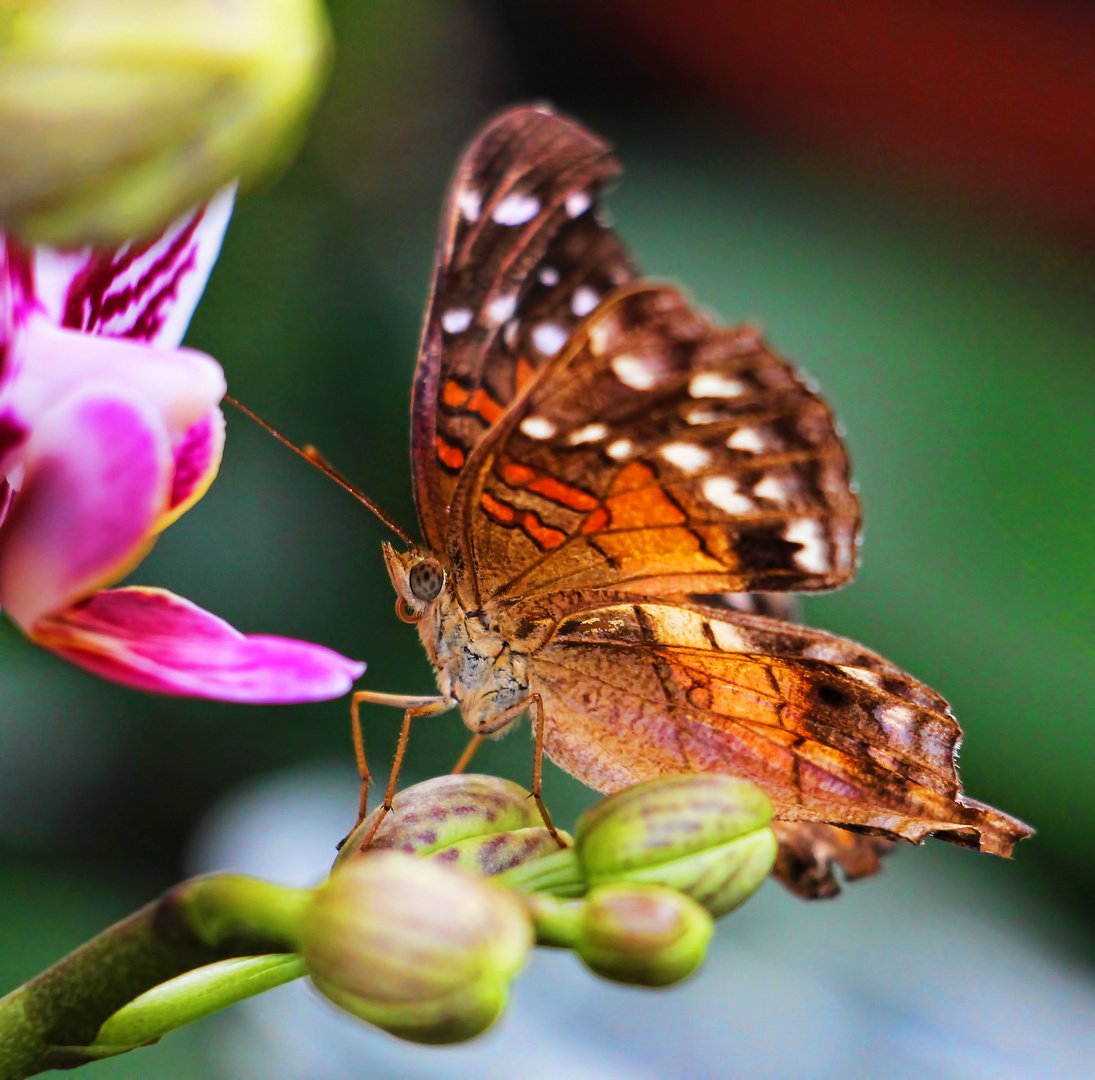 Das Model unter den Insekten