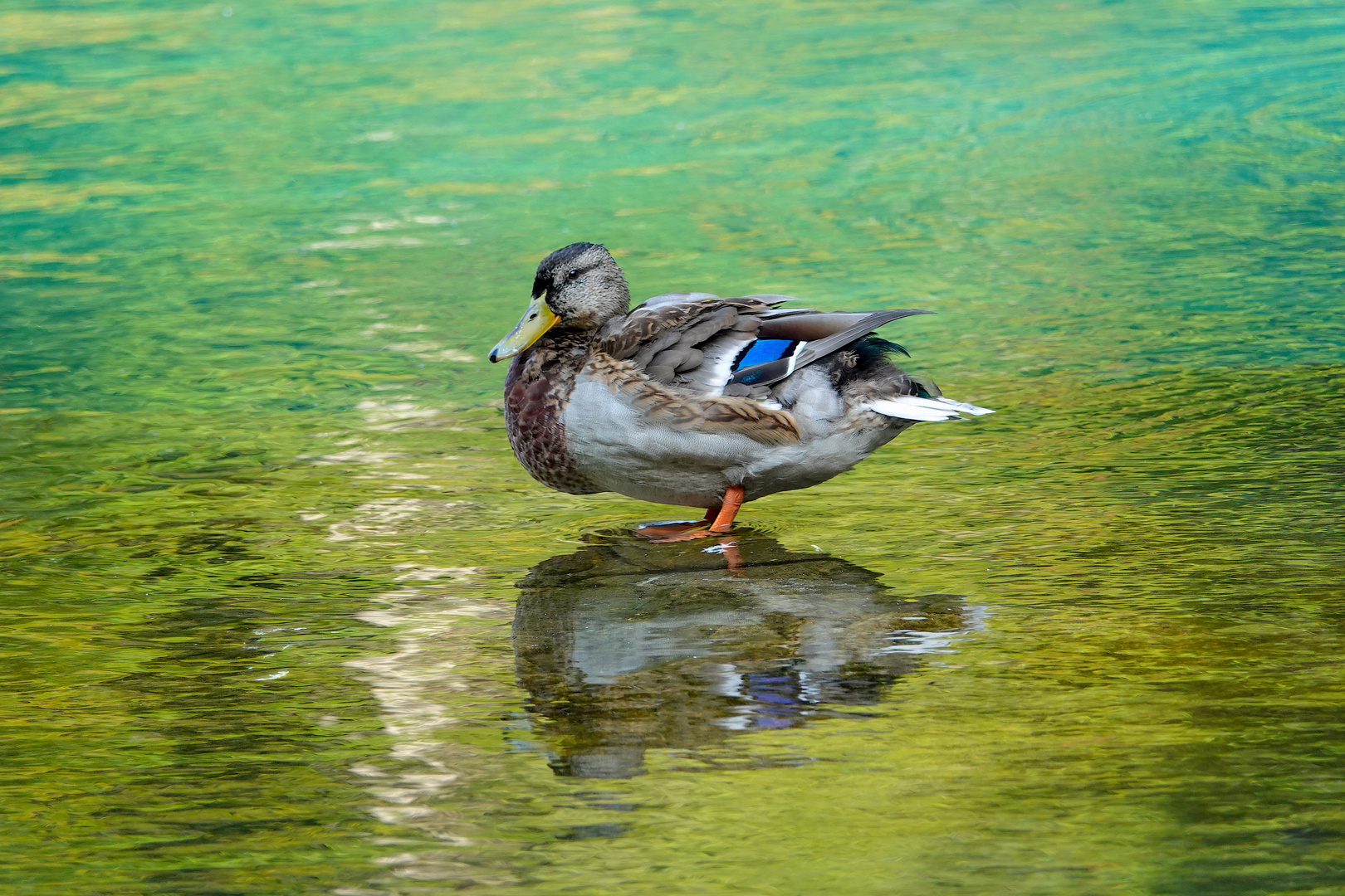 das Model...die Ente