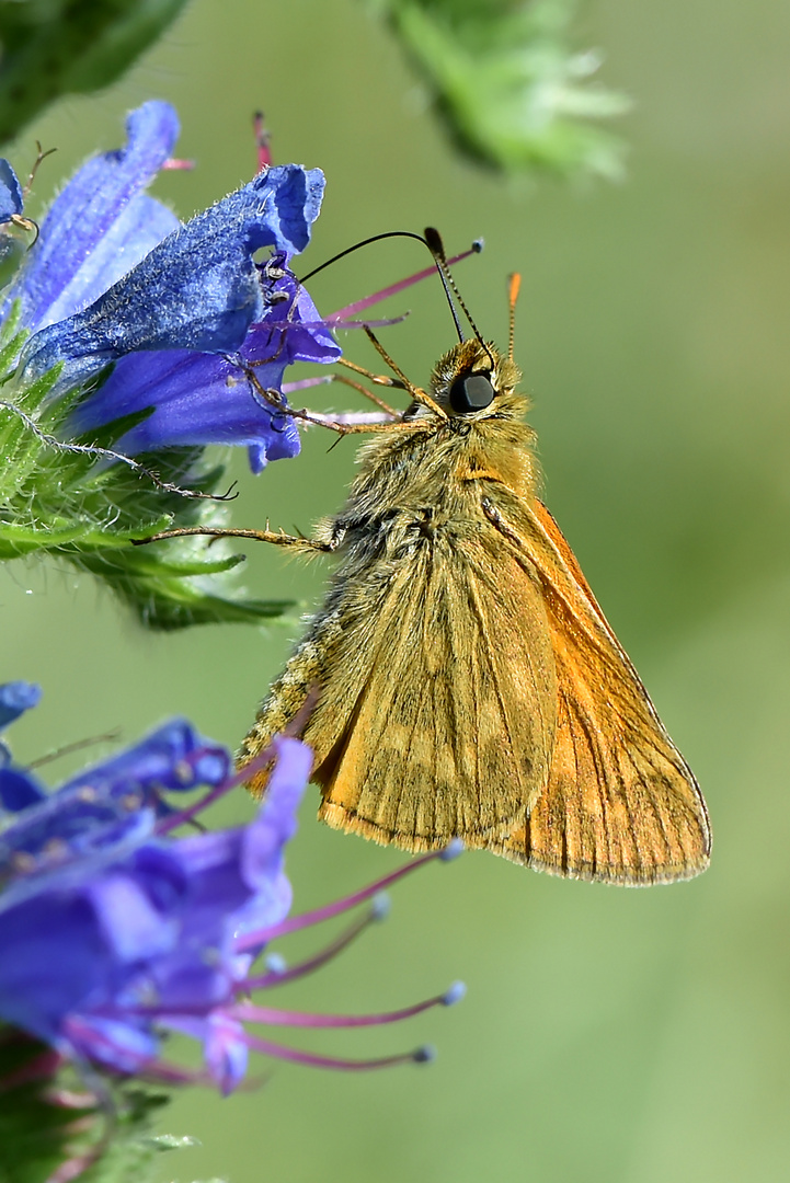 Das mögen nicht nur Bienen Foto & Bild makro, natur, blüte Bilder auf