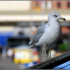 Das Möwchen wünscht ein schönes Wochenende