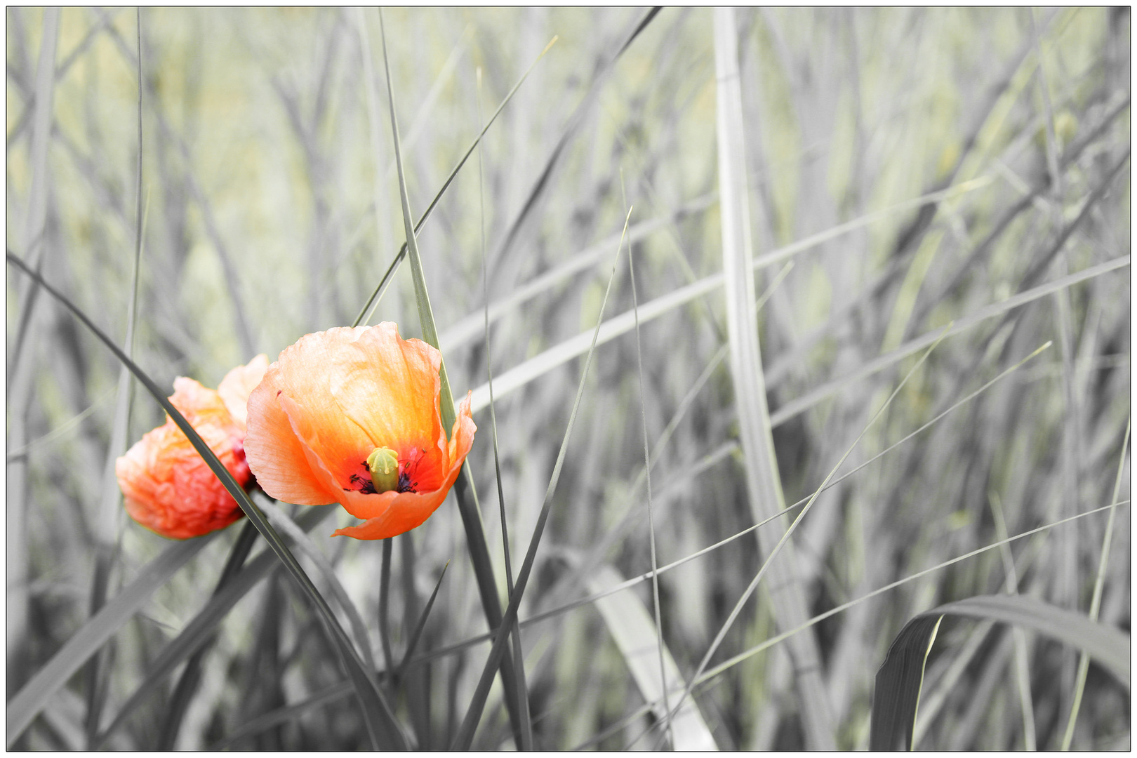 Das Mohn