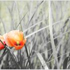 Das Mohn