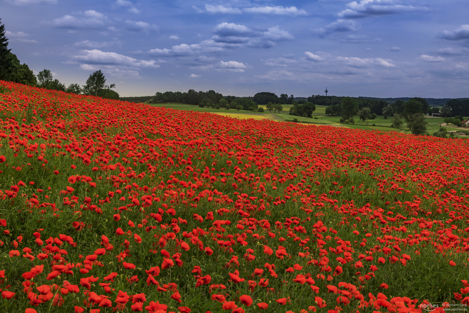 Das Mohnblumenfeld