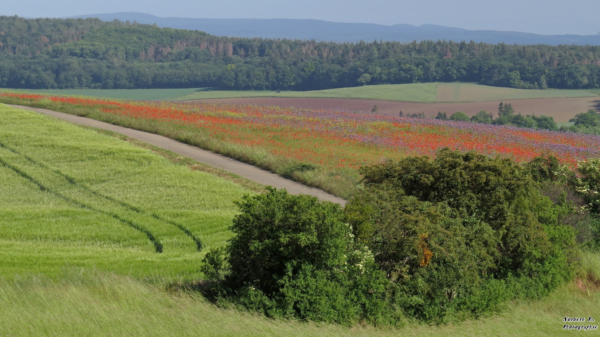 Das Mohnfeld