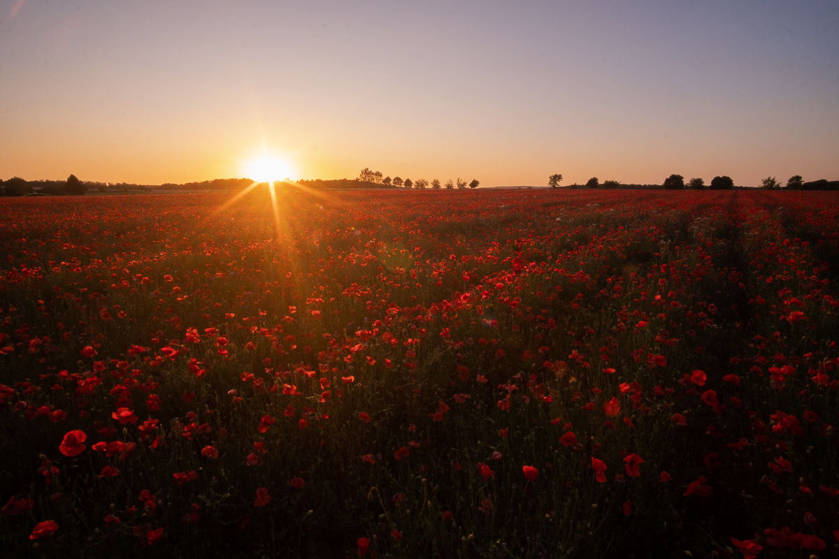 Das Mohnfeld zum Sonnenuntergang