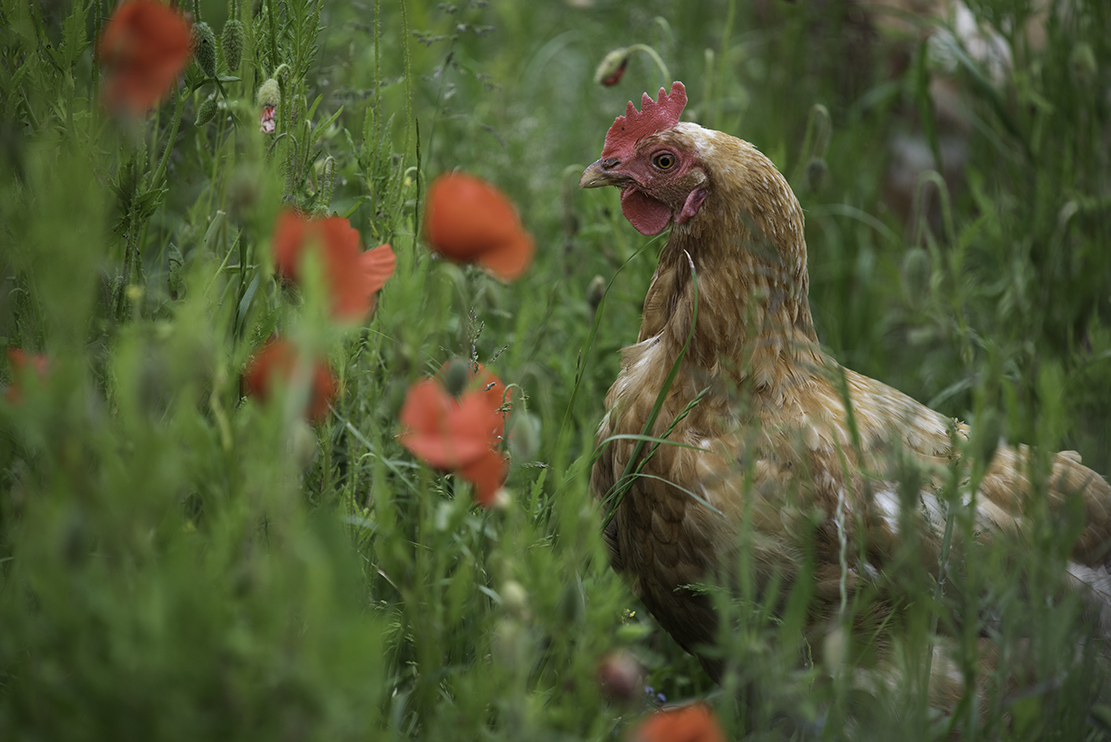 das mohnhuhn