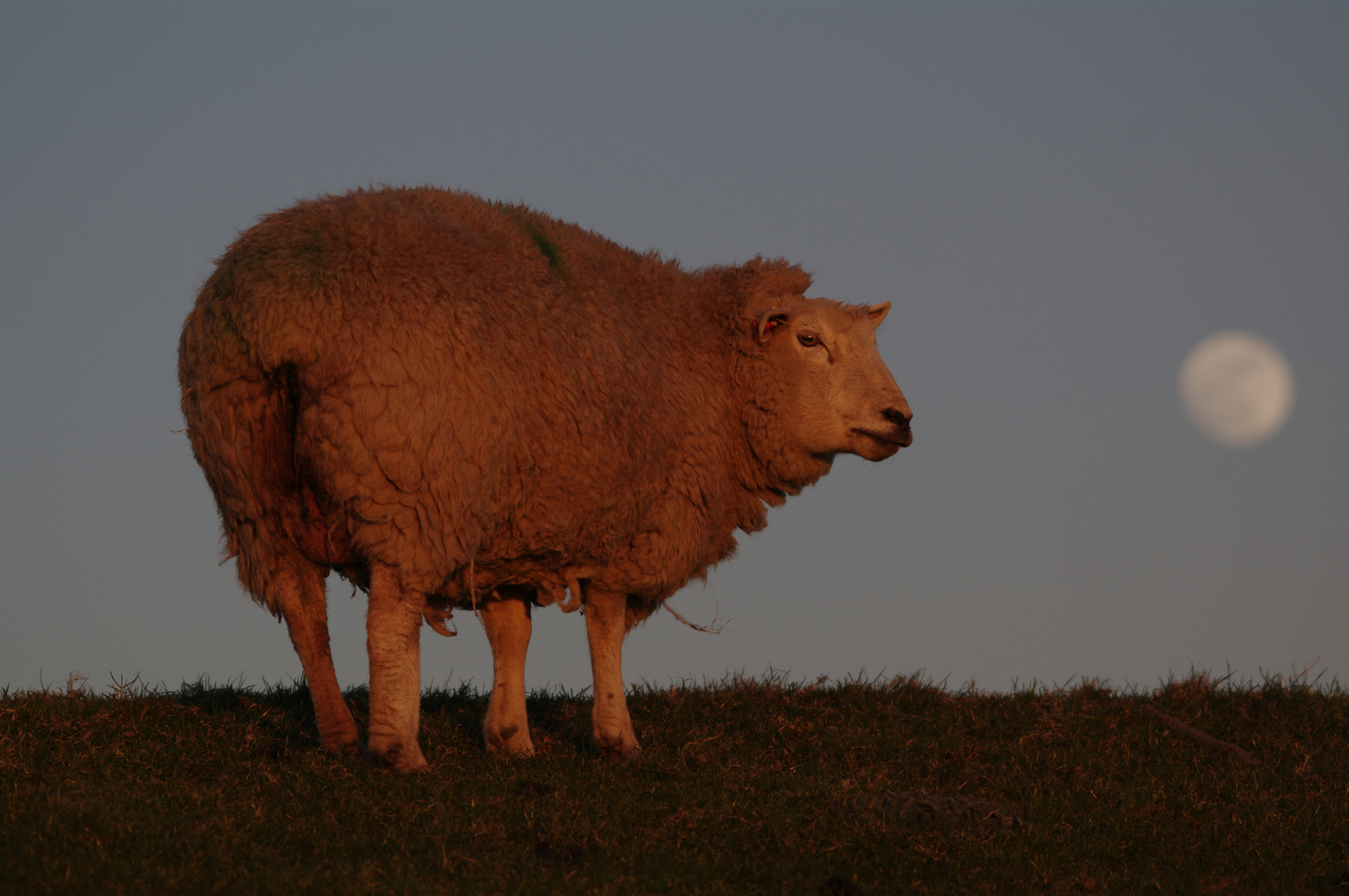 Das Mondschaf