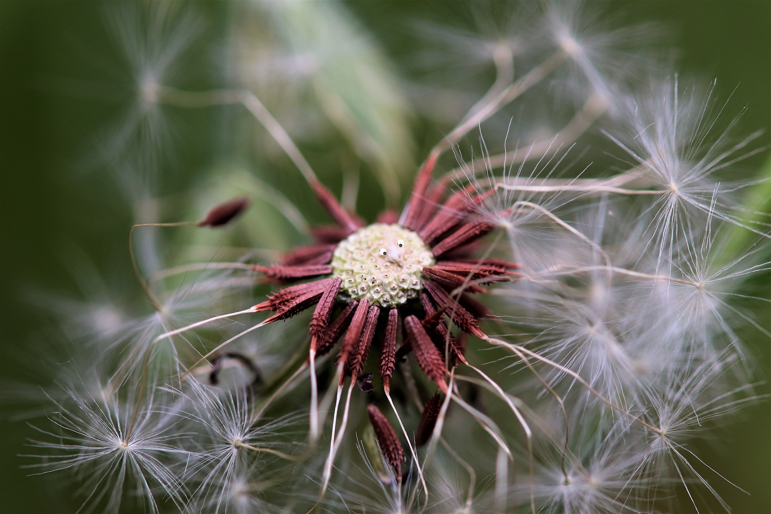 Das Monster im Garten