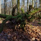 Das Monster im Laubwald