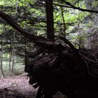 Das 'Monster' im Wald