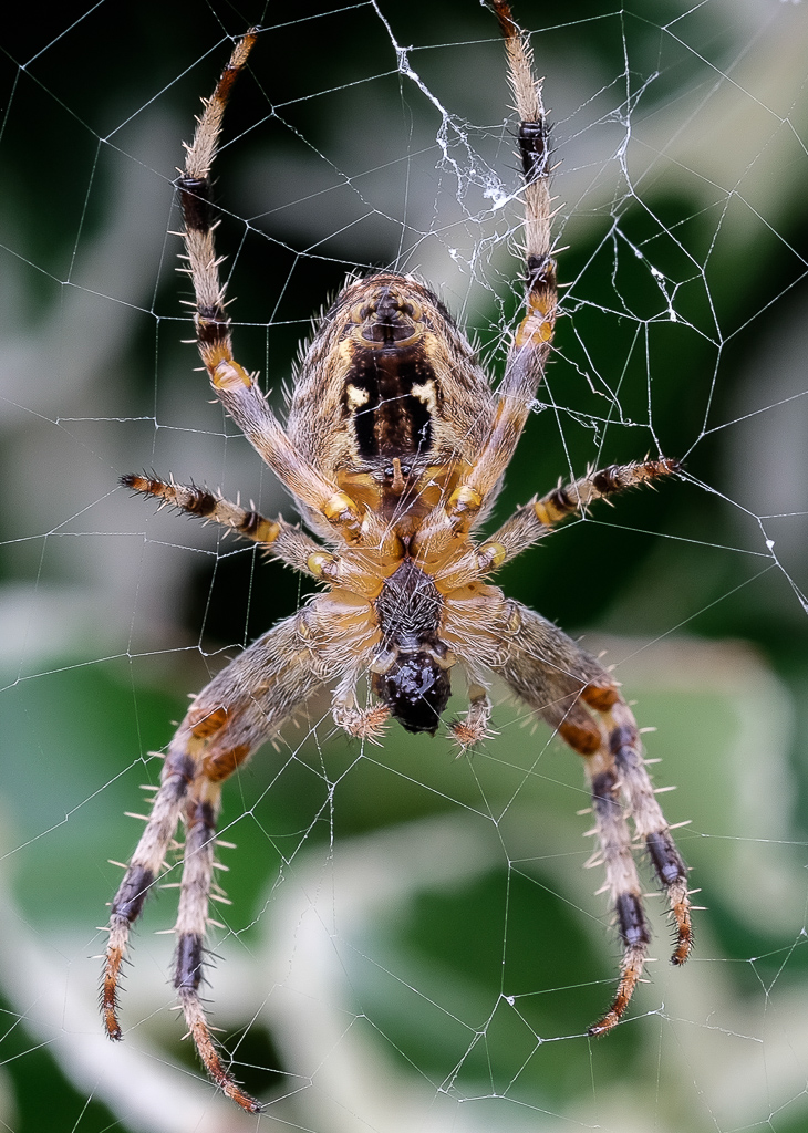 Das Monster in meinem Garten