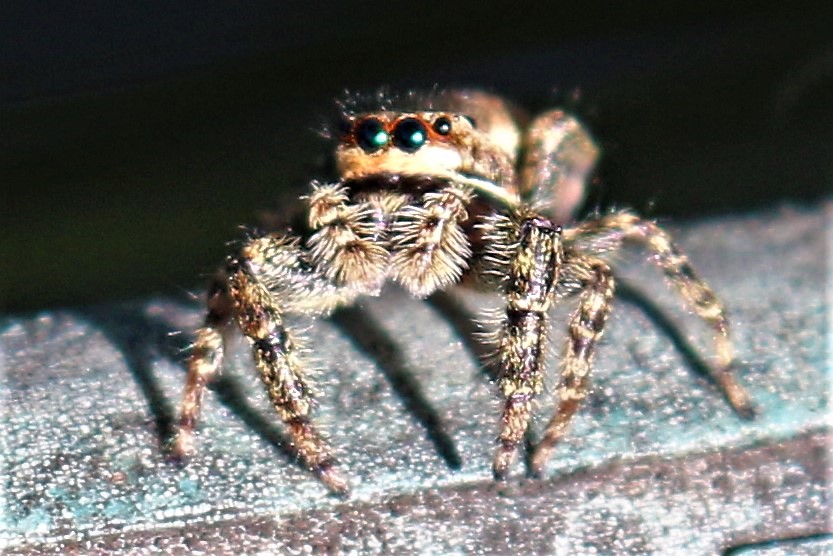 Das "Monster" in meinem Garten