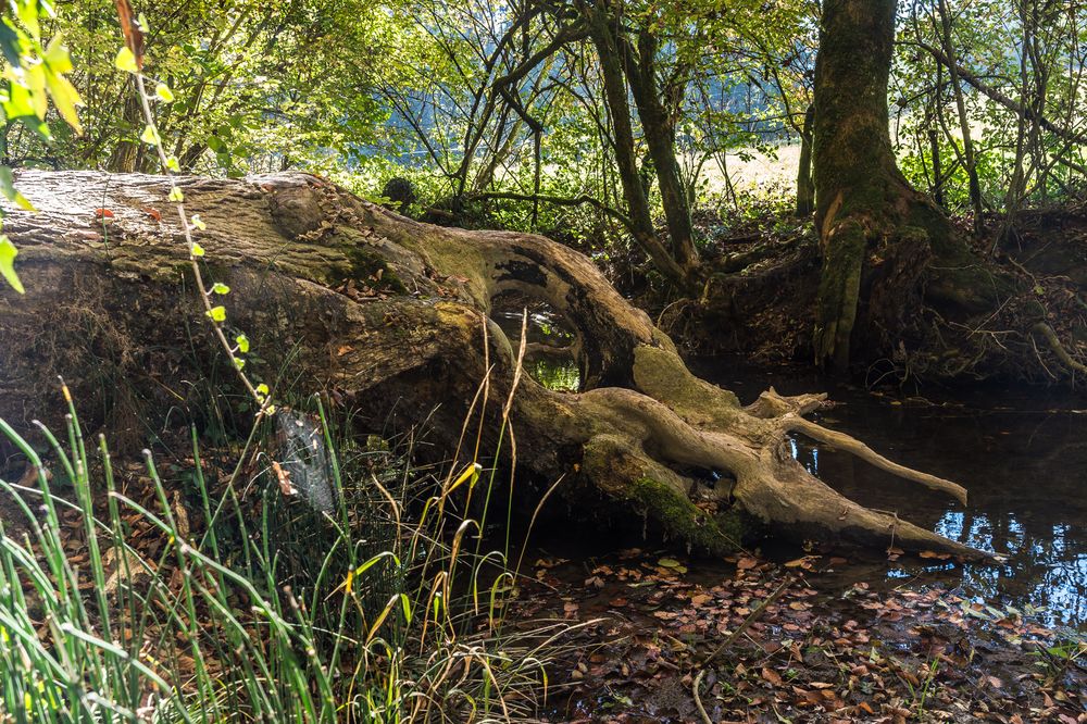 Das Monster vom Gäbelbach